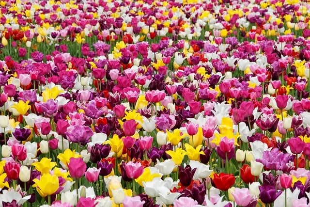 Les meilleures décorations de jardin pour embellir votre espace